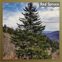 Red Spruce